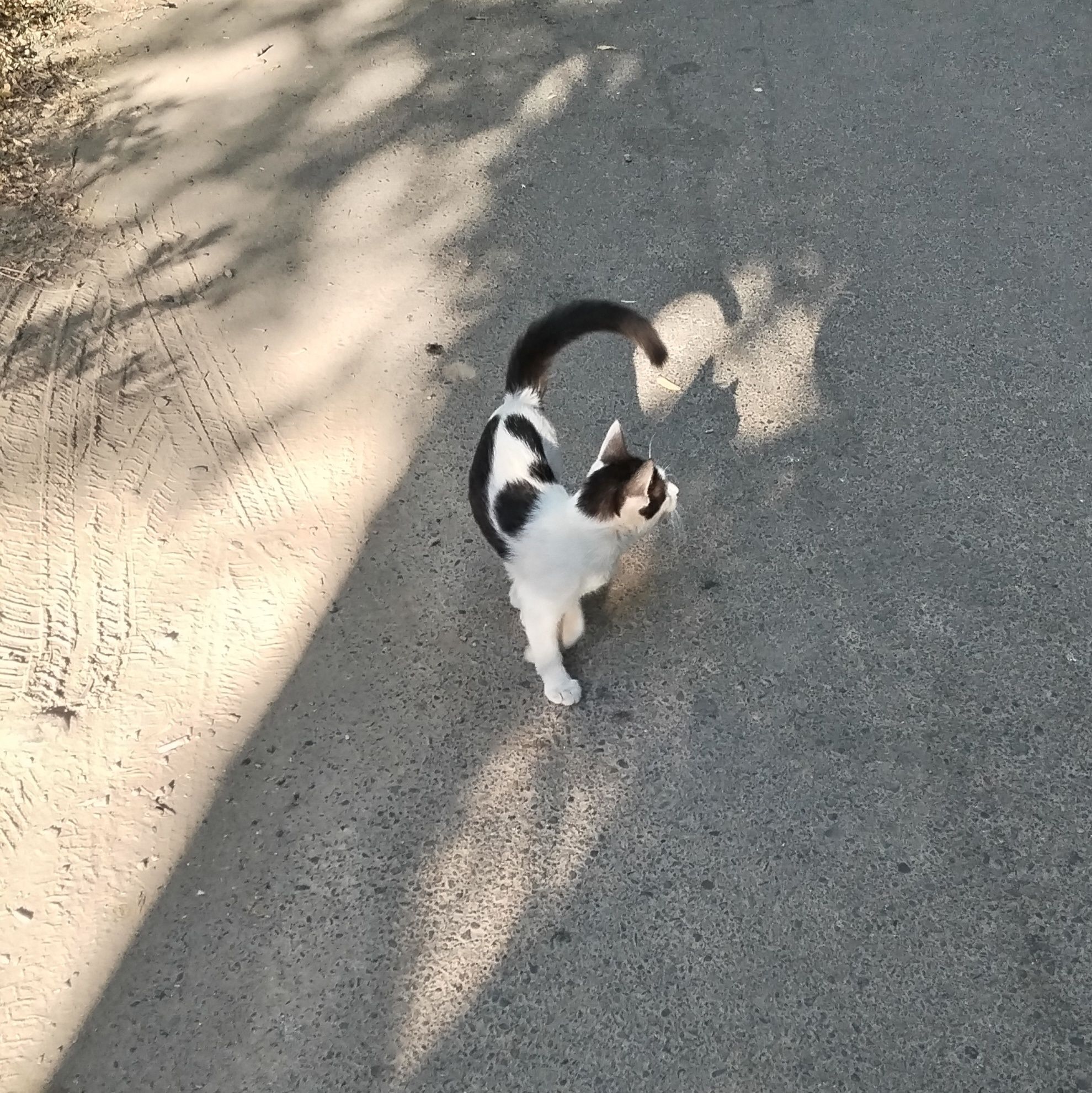 Котенок в добрые руки