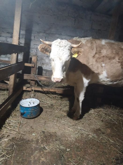 Продам телочки кастрат