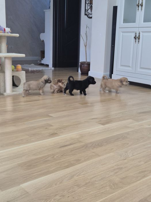 Adopție pui de catelusi