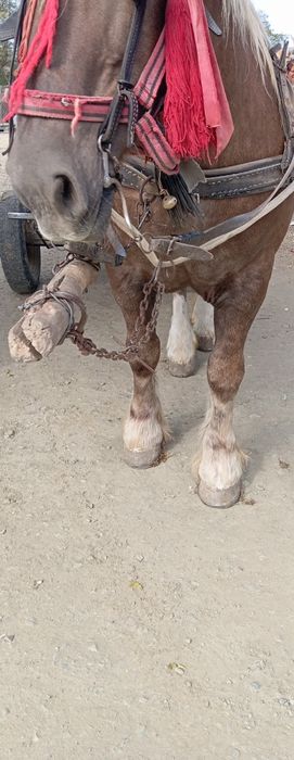 Vând iapa mai multe detalii la tel