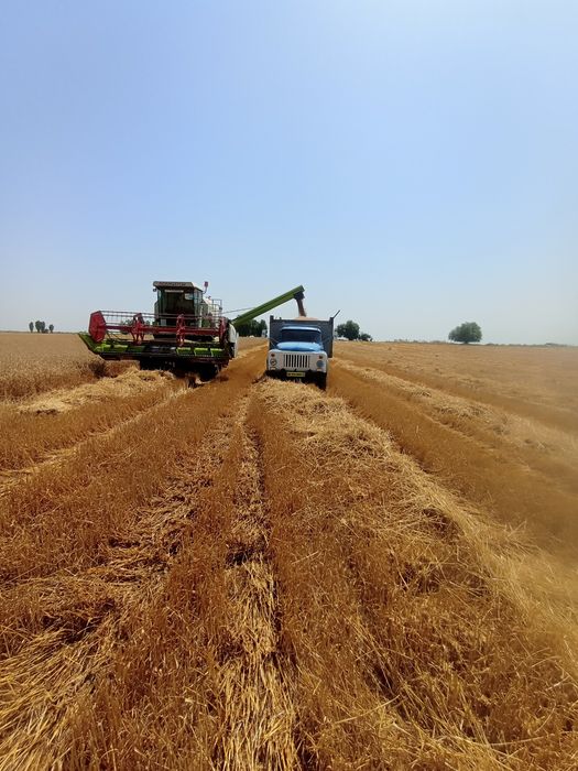 Gaz 53 sotiladi zavattiskoy samasval xujjati joida gaz ga ruxsati bor