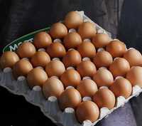 Домашни яйца яйца