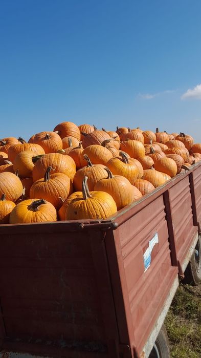 Dovleac halloween