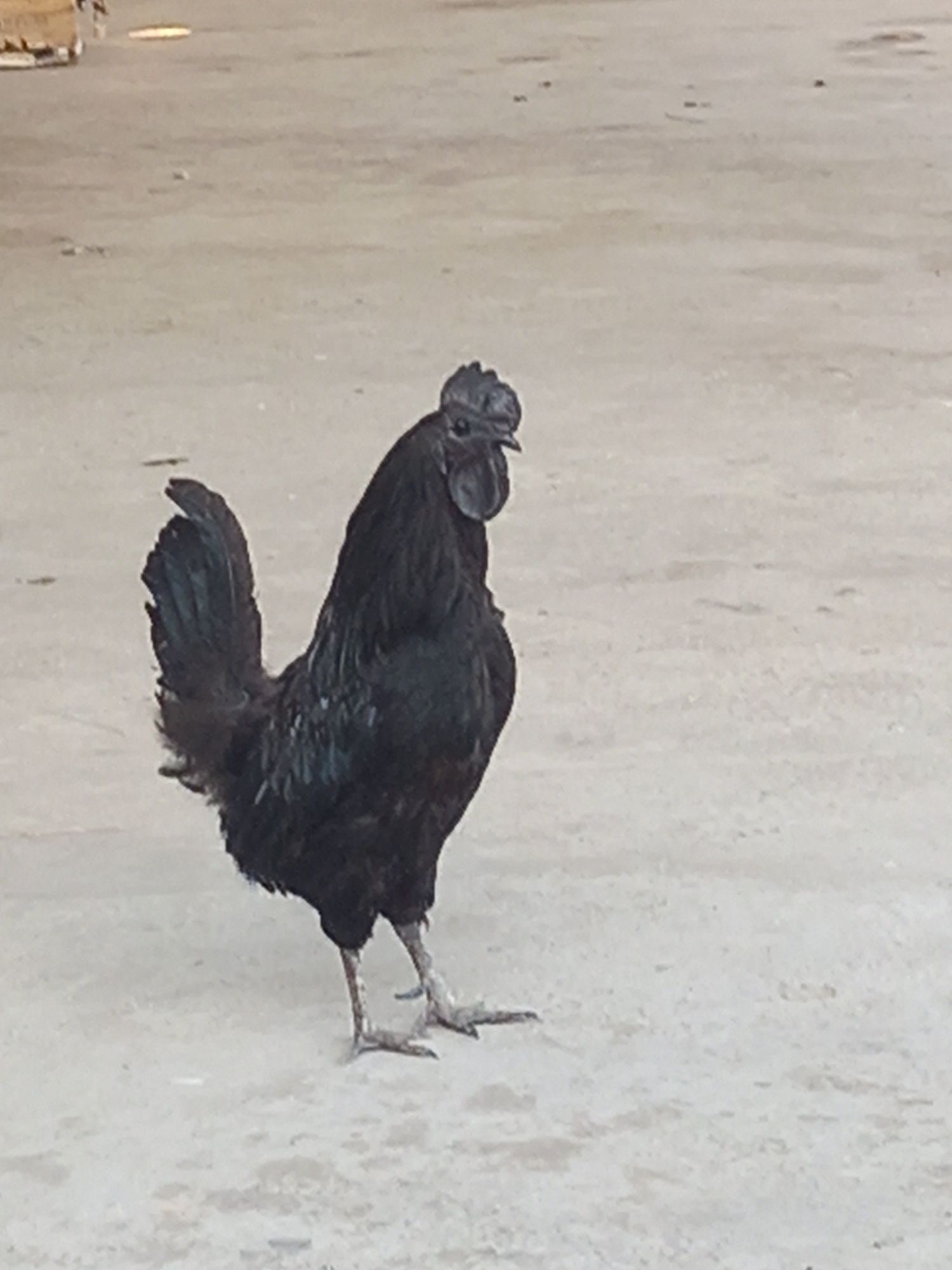 Ayam siyami tuxumlari sotiladi