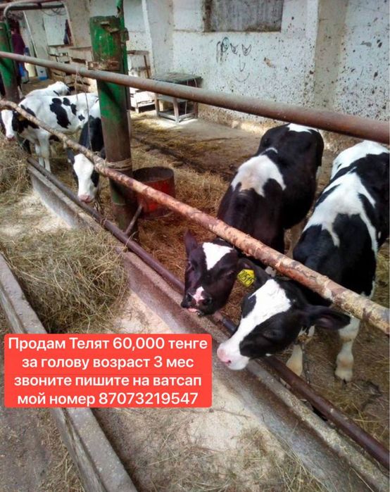 Продам молочных 3 мес телят