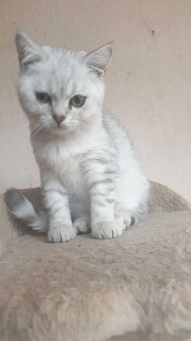 British Shorthair Silver