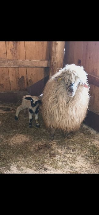 Vând haine ( ce se vede oaie )