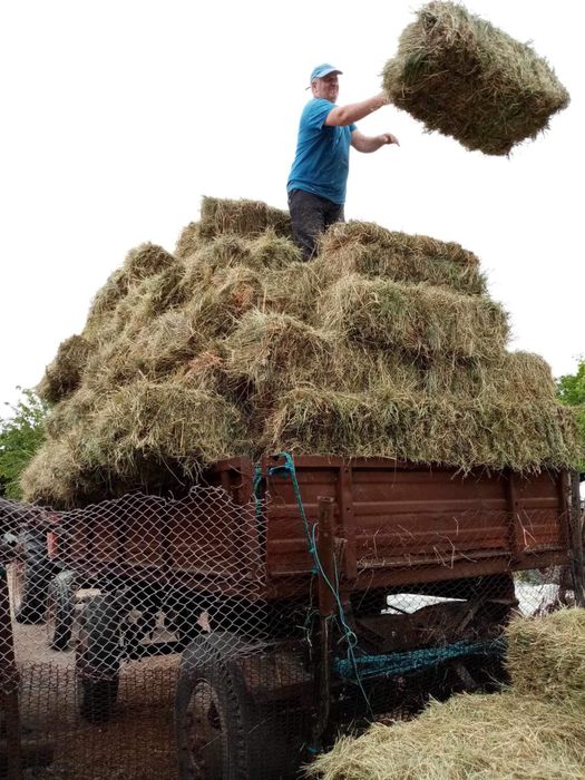 Baloți lucernă și ovăz