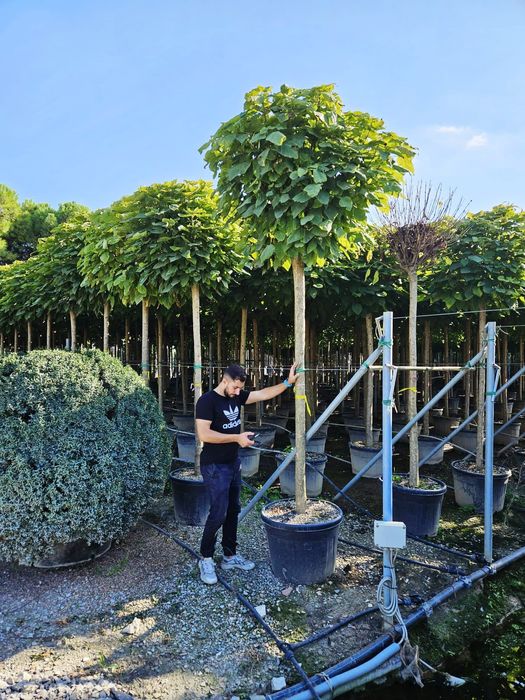 Vând plante ornamentale de calitate superioara