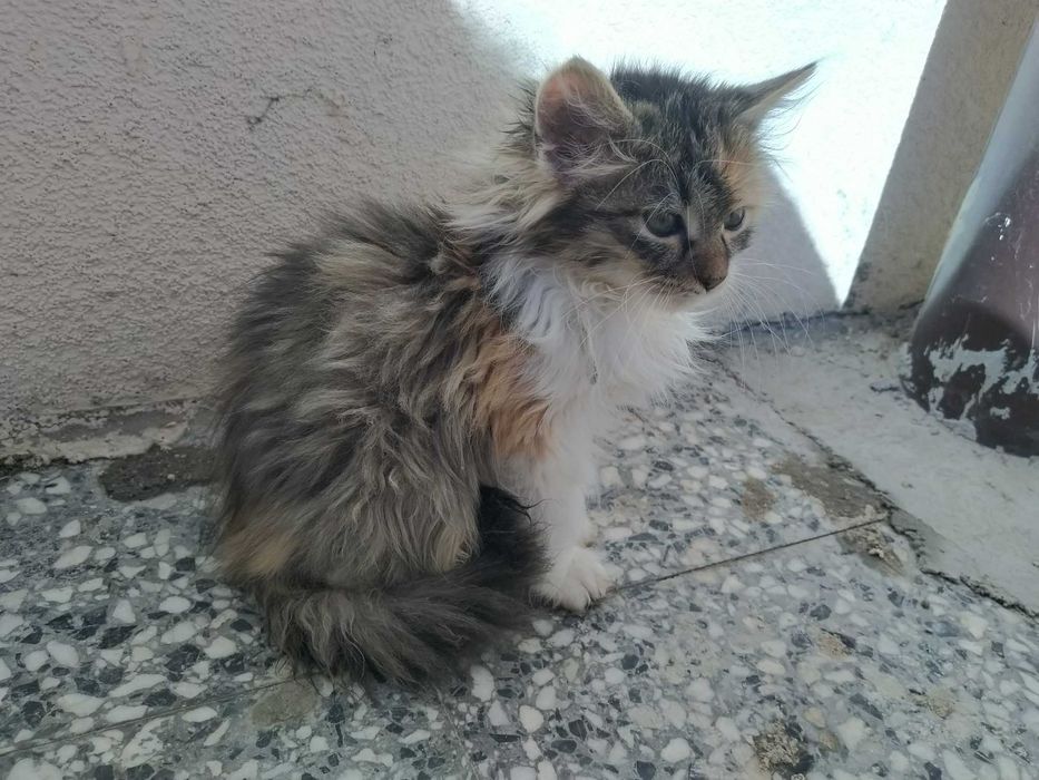 Четири пухкави момиченца търсят дом и любящи стопани