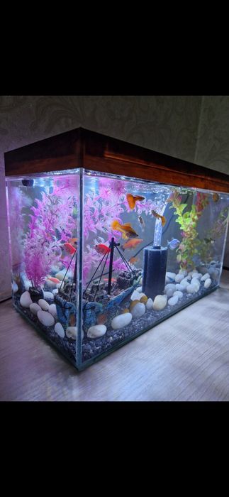 Аквариум с рыбками