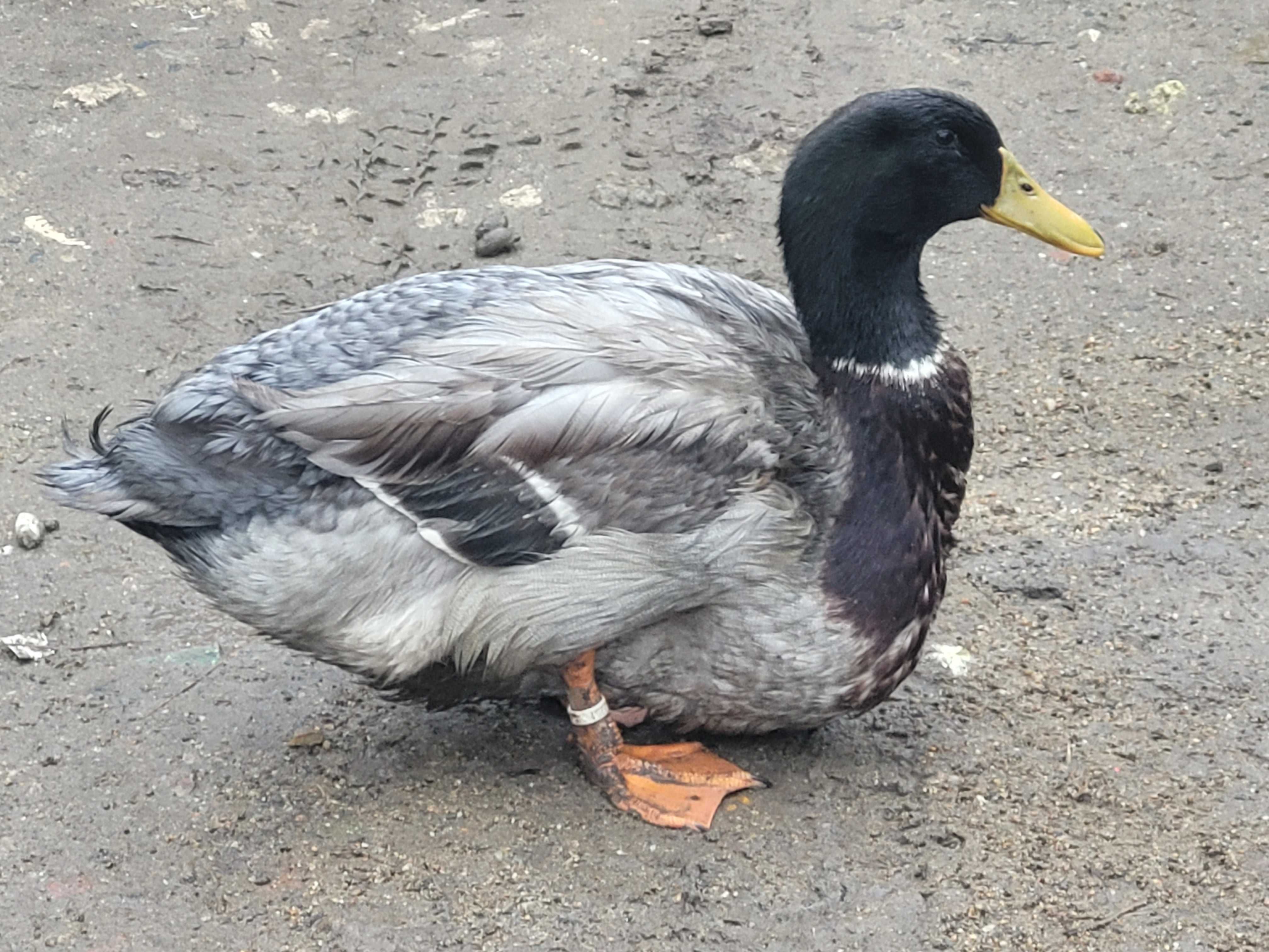 Vand boboci de rata de carne pekin/mulard si boboci de gâscă