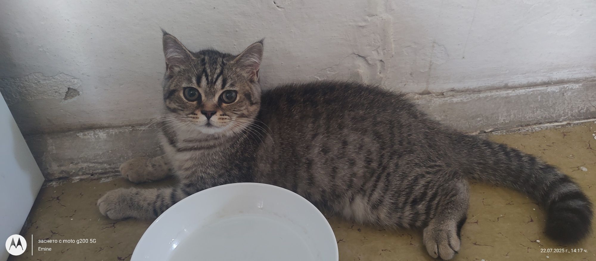 Британски котенца
