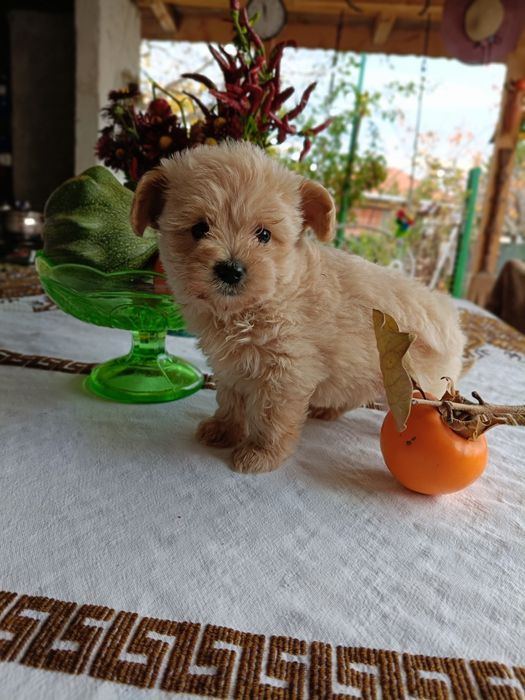 Малтипу(бебета)Малтипу