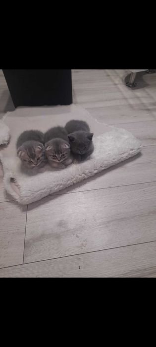 Британски котенца