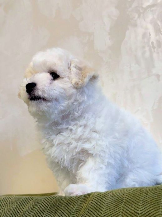 Щенок Бишон Фризе