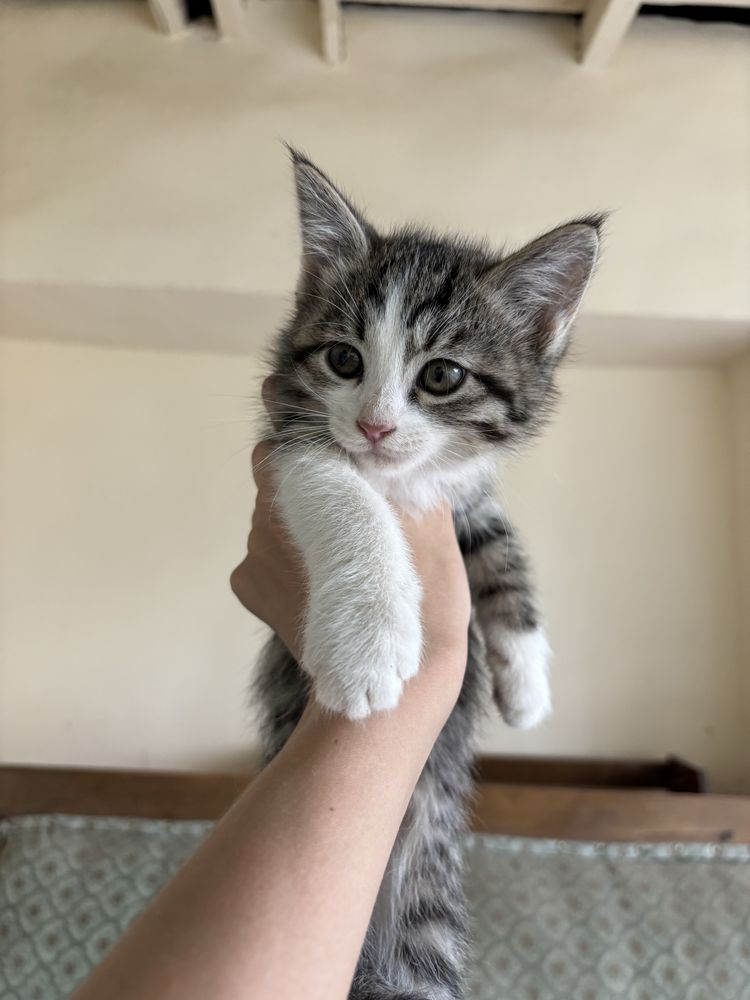 Кошечка в хорошие руки