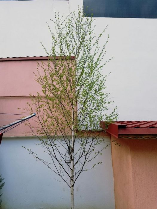 Mesteacan cu coaja alba, mesteacan betula. Livram in toata tara
