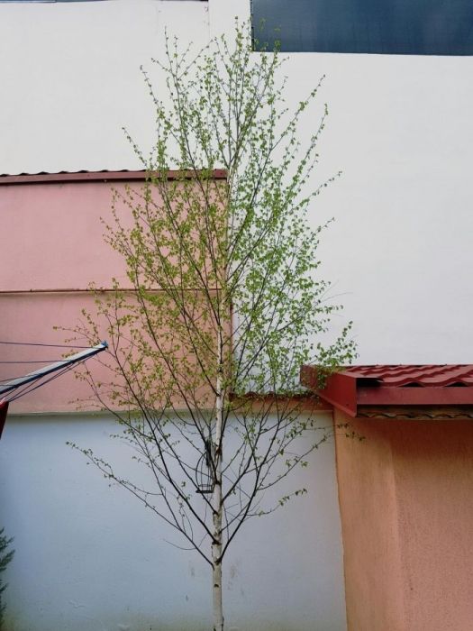 Mesteacan cu coaja alba, mesteacan betula. Livram in toata tara