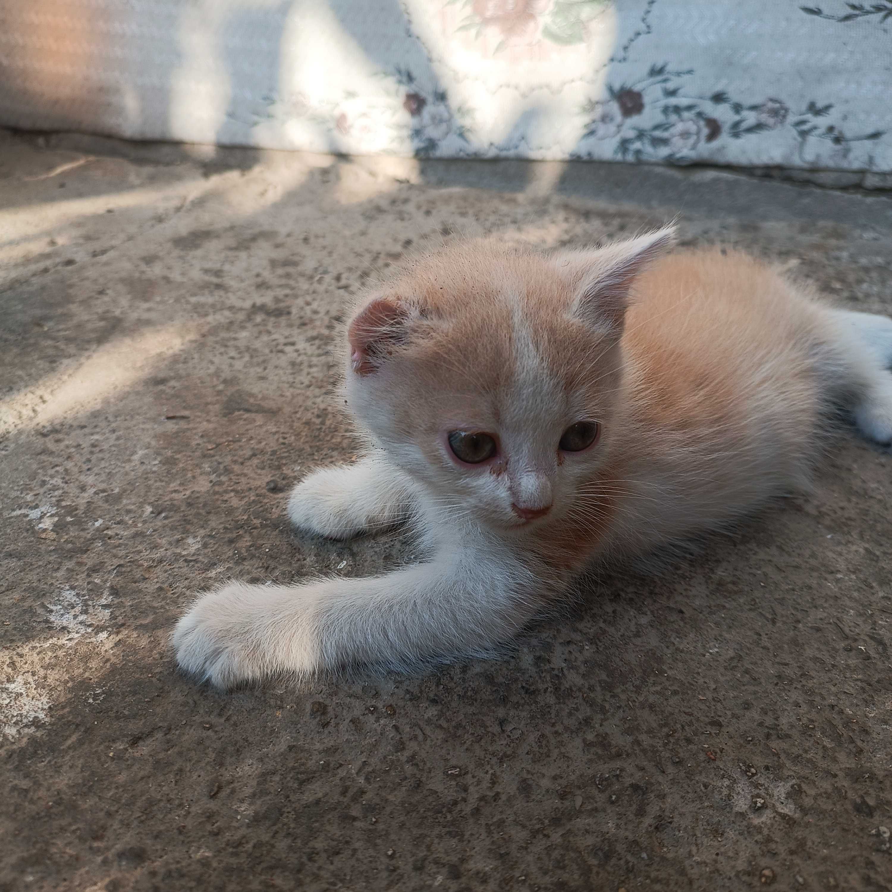 Продаются котята