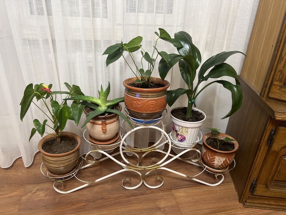 Комнатные цветы