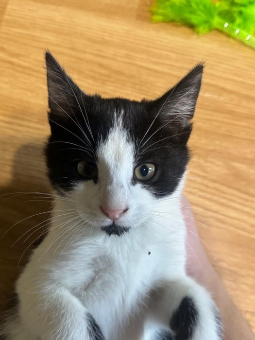 Motanei spre adoptie