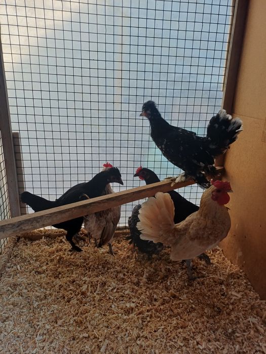 Япон Товуклари сотилади