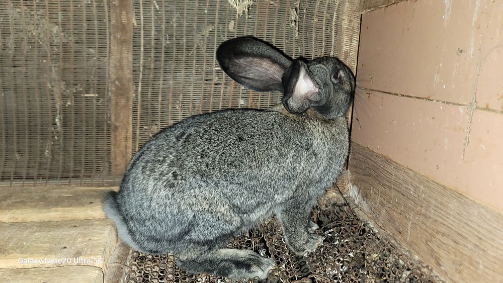 Russkiy velikan samka sotiladi!