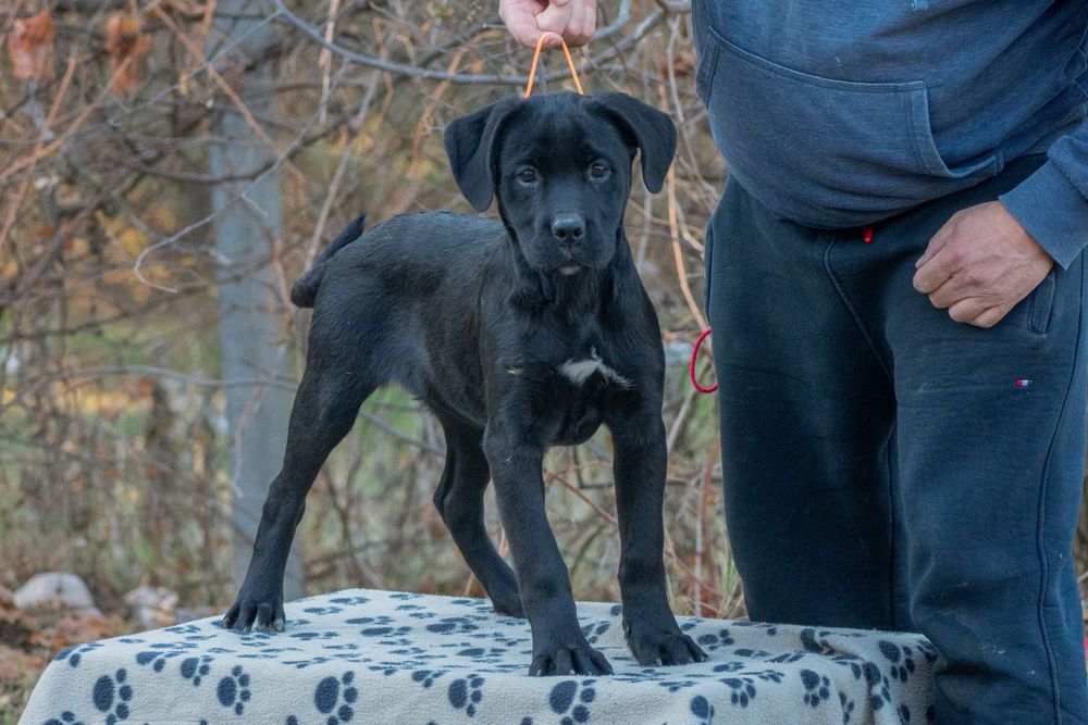 Cane Corso 5 luni Femela