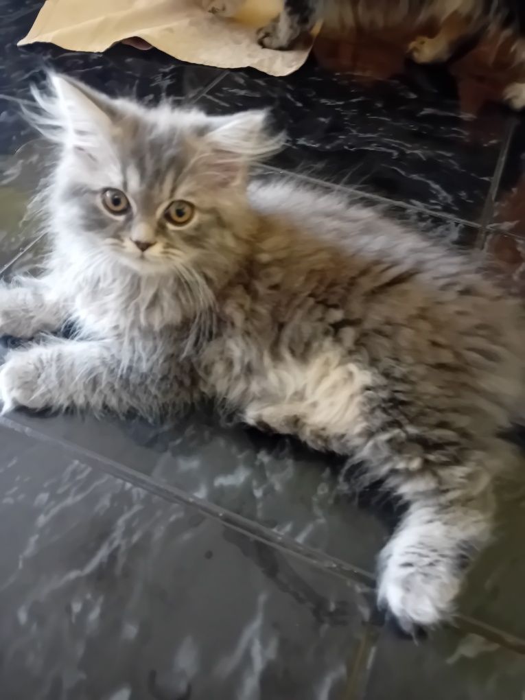 Персийски котки  на два месеца