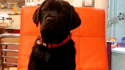 Femela neagra de Labrador Retriever cu Pedigree A, 6 luni