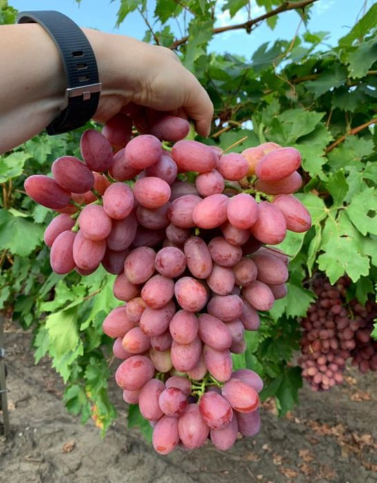 Butași Viță De Vie Anul 3 De Vegetație