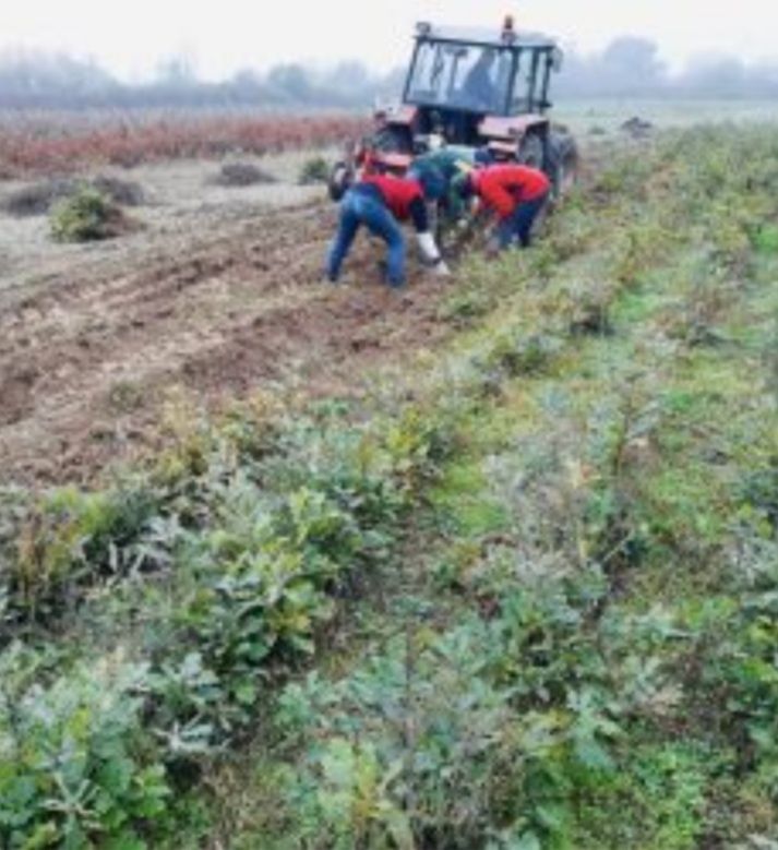 Pueti pentru ănpăduriri si perdele forestere a