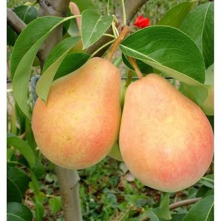 Pomi Pitici Dwarf ( PĂR )