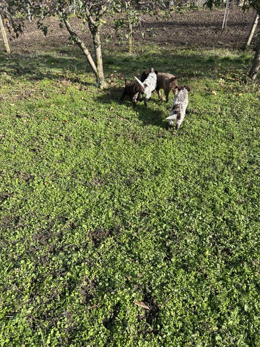 Кученцето е със  1 и 2 ваксина