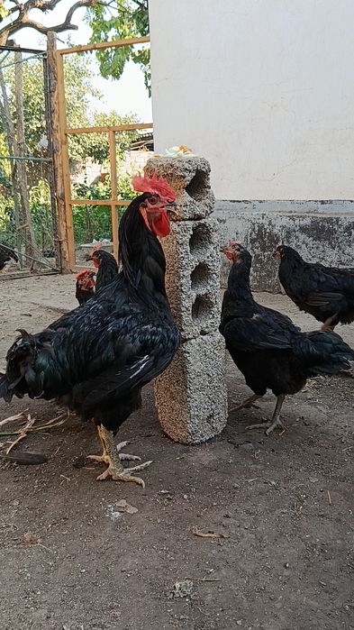 Қора шахзода тухумга заказ оламиз