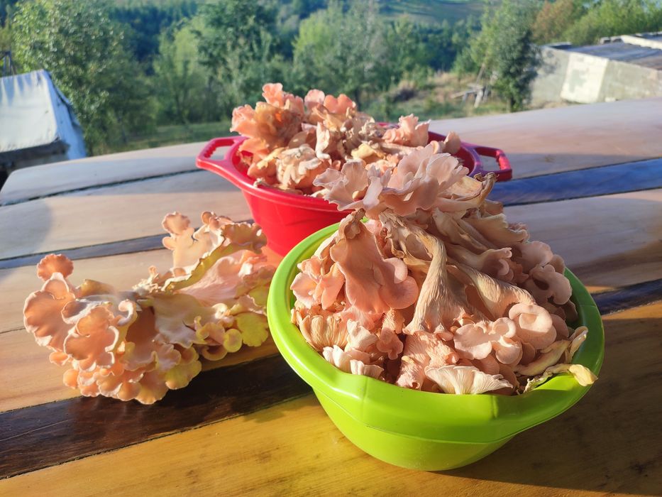 Ciuperci Pleurotus Roz (Flamingo)