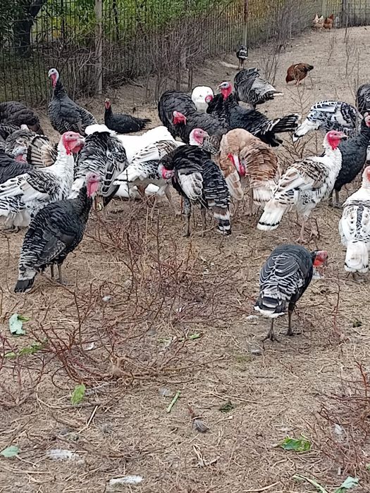 Vând curcani și curci românești