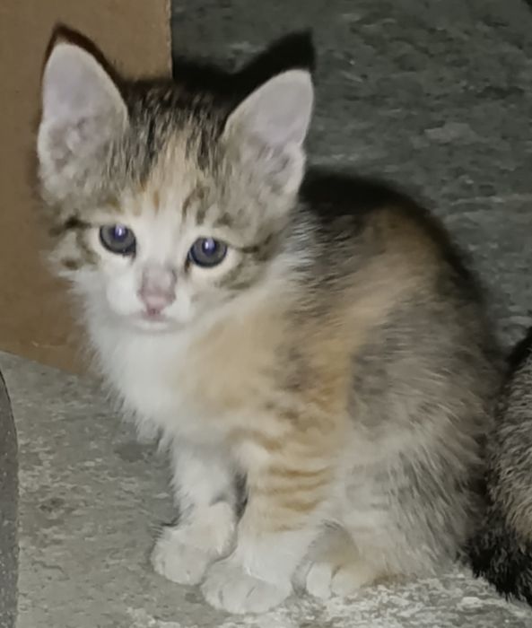 Котята в добрые руки, yaxshi qo'llarga beramiz