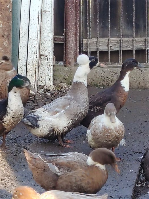 Vând rațe de rasa cu moț