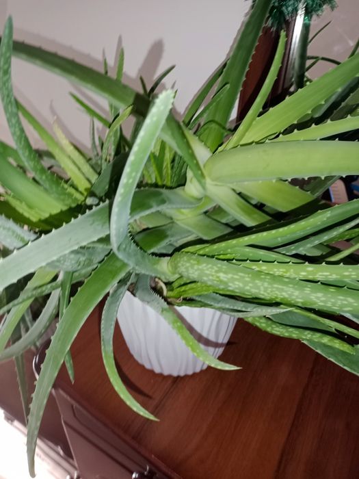 Продам лечебный алое вера
