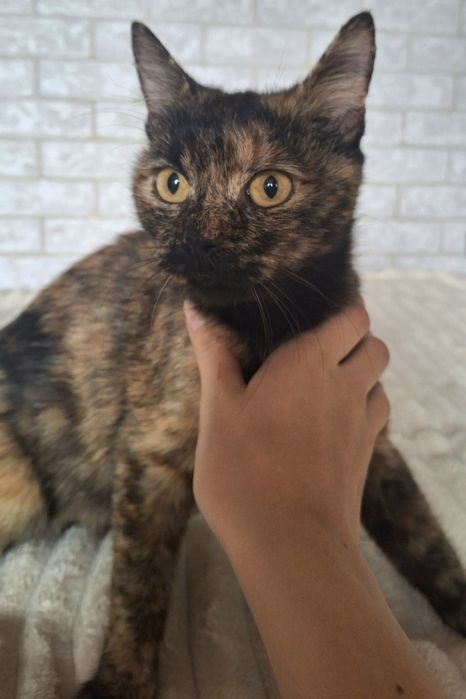 Ласковый котенок отдаётся в добрые руки