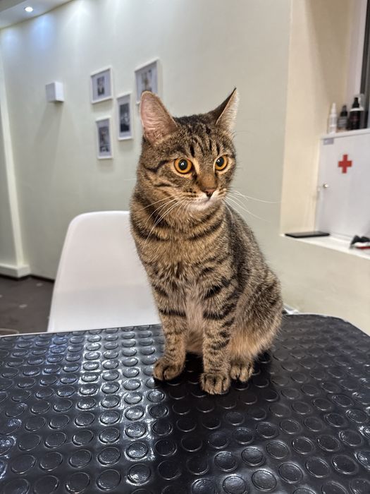 Котик ищет семью