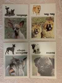 Набор открыток породистых собак