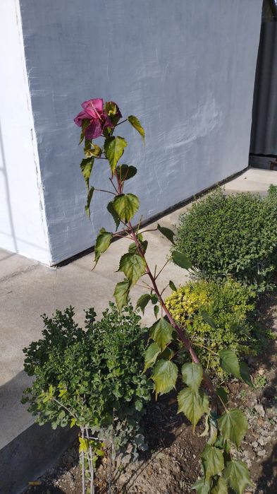 Розовый гибискус