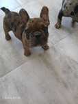 bulldog francez merle