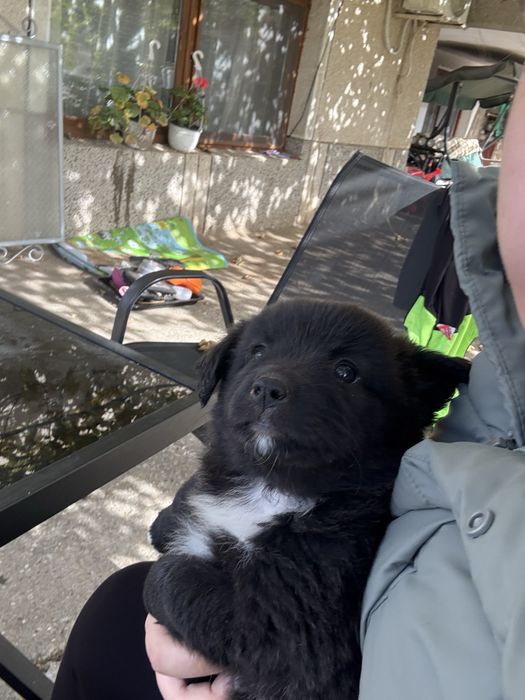 Подаряват се кученца