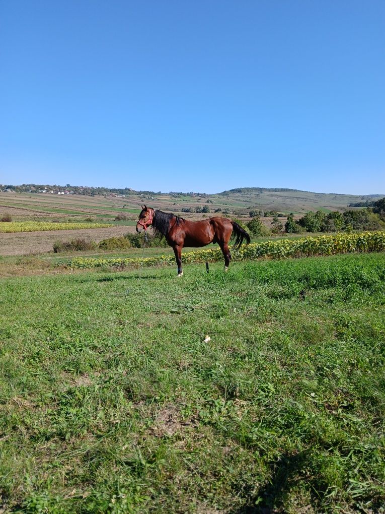 Vând armăsar de 10 ani e cuminte