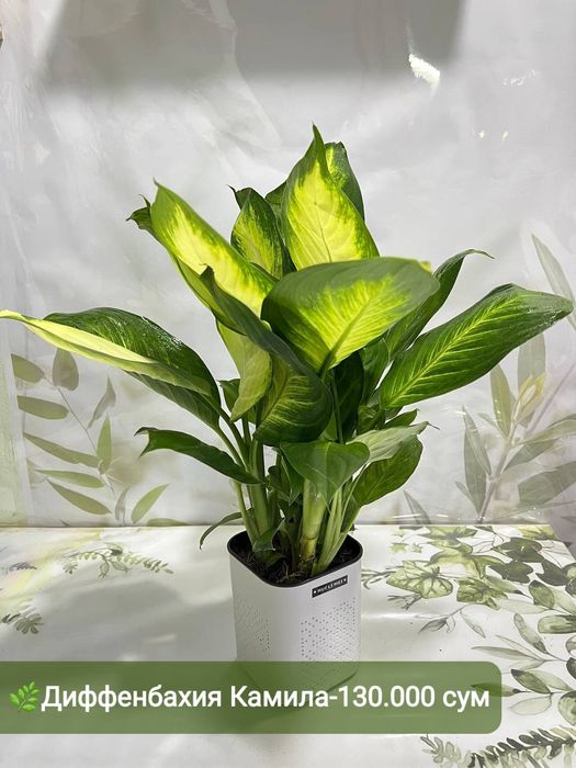 Рускус, Муррайя,Калатея Фьюжен, Декабрист Диффинбахия