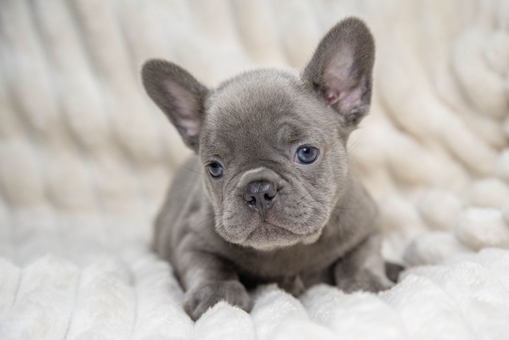 bulldog francez lilac
